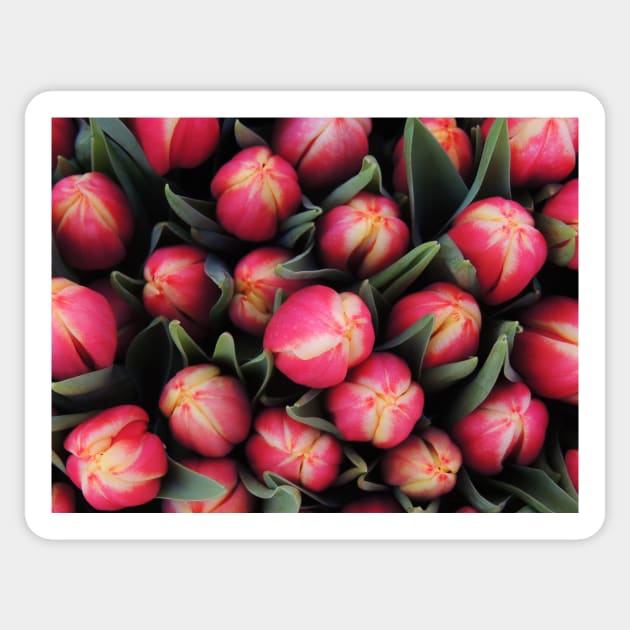 Tulips For You Sticker by AlexaZari